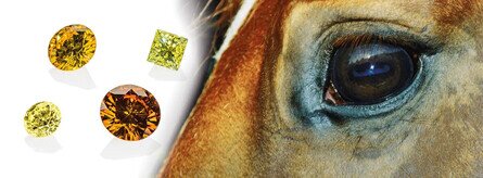 Bild Diamanten mit Pferd Bild Diamanten mit Pferd