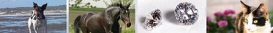 Bild mit Hund Pferd Katze und Diamant Bild mit Hund Pferd Katze und Diamant